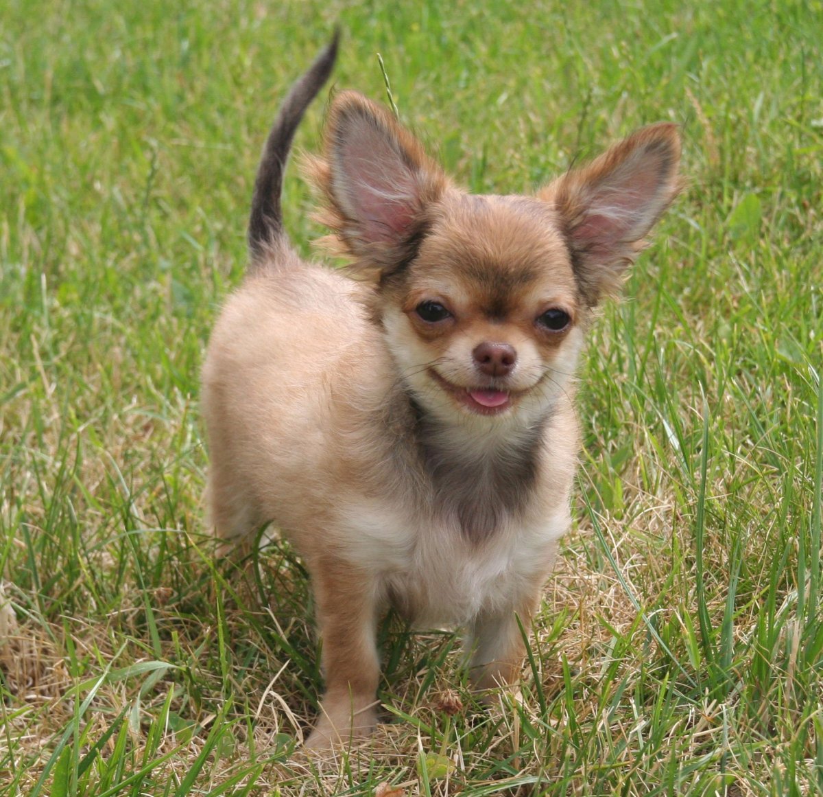 Питомники декоративных собак в Челябинской области