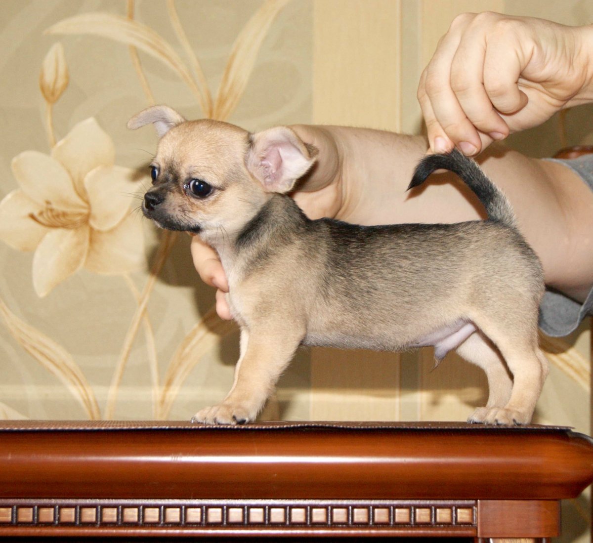 Чихуахуа соболиный окрас