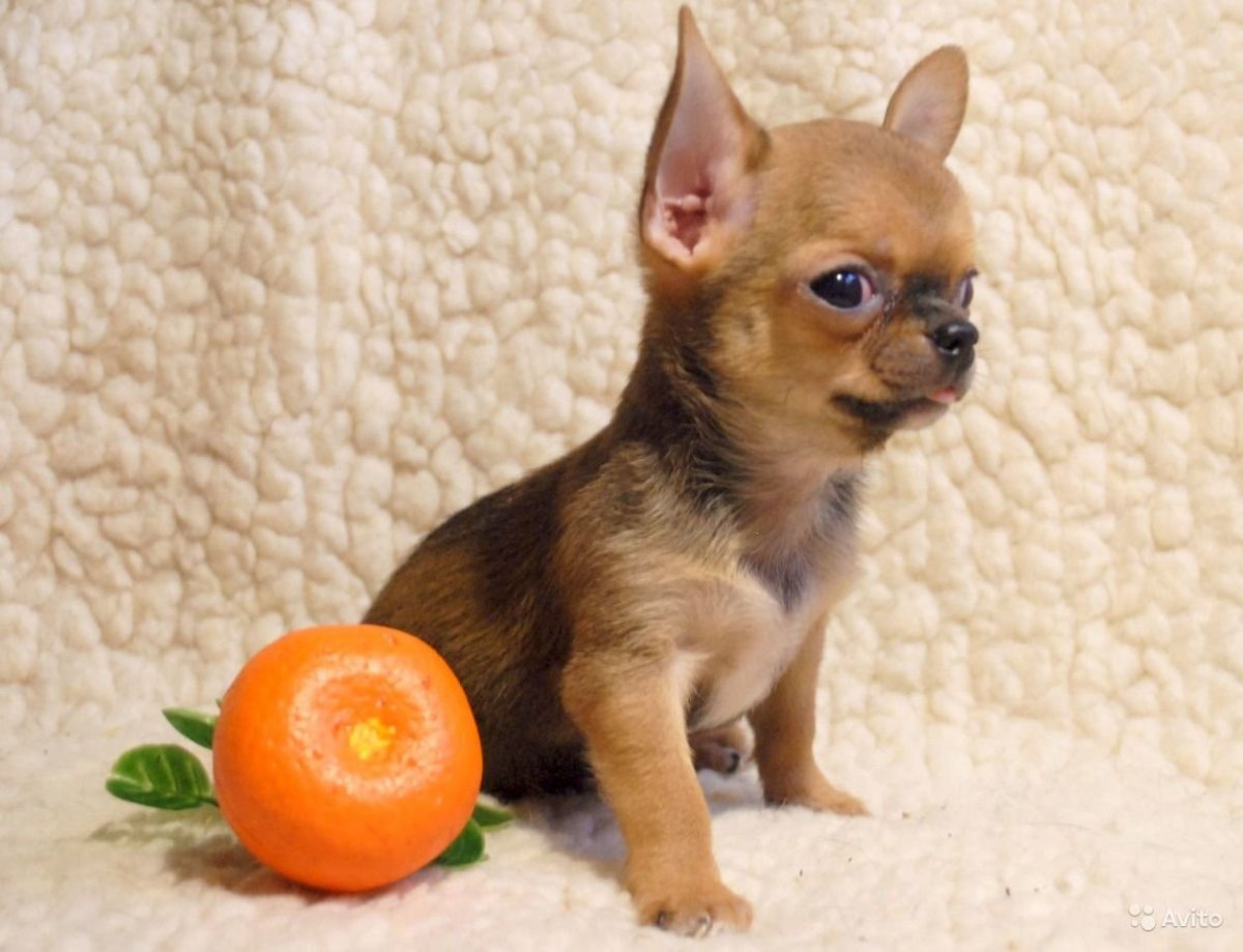 Чихуа мини Европейский