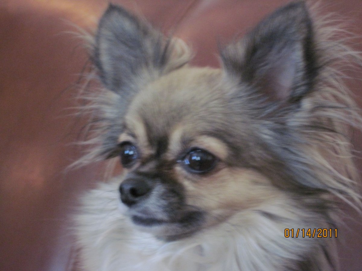 Чихуахуа соболиный длинношерстный