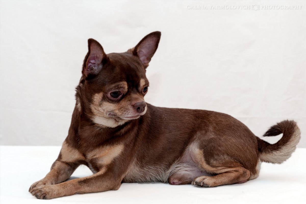 Чихуахуа соболиный длинношерстный