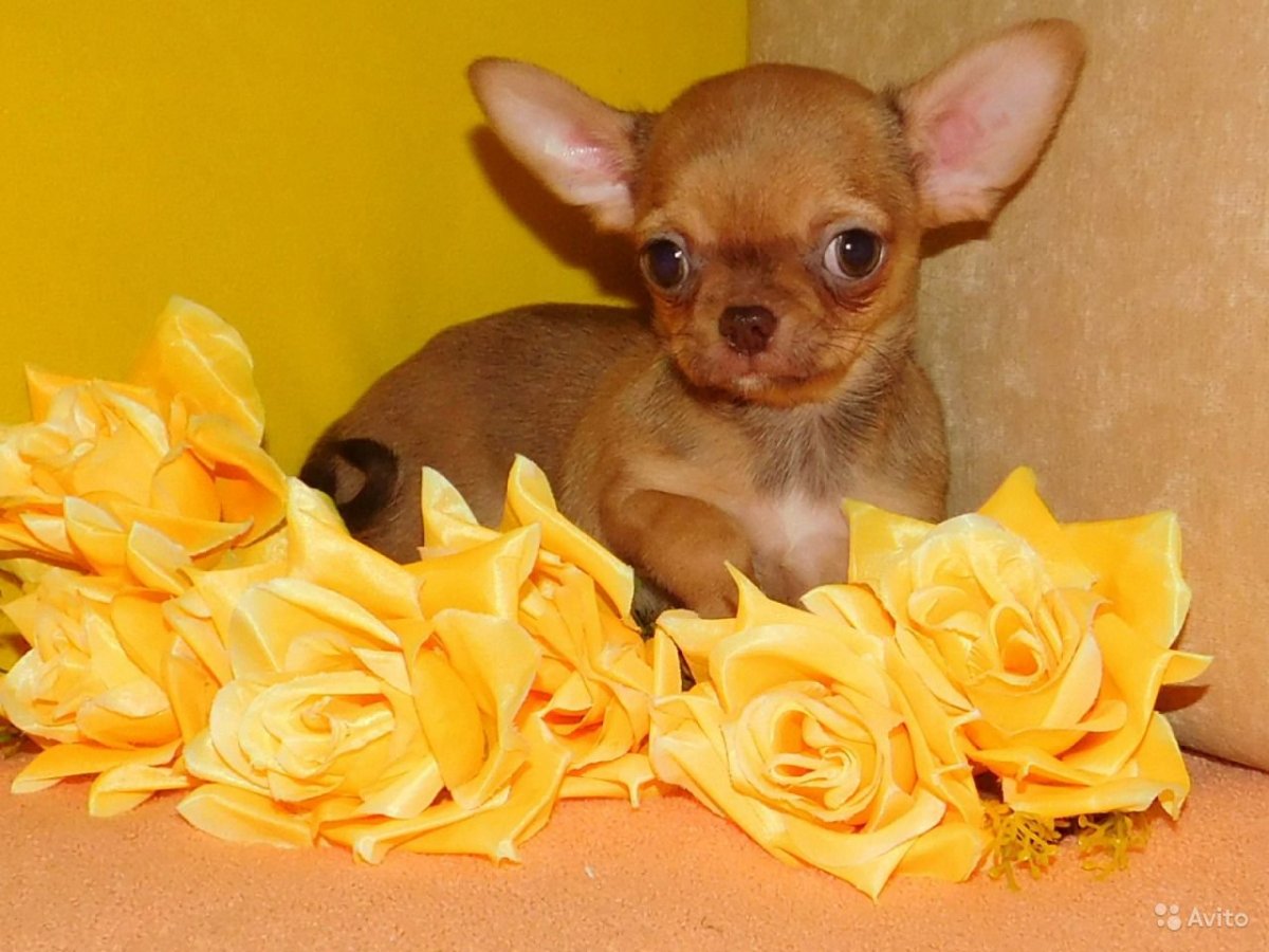 Чихуахуа кобби лиловый