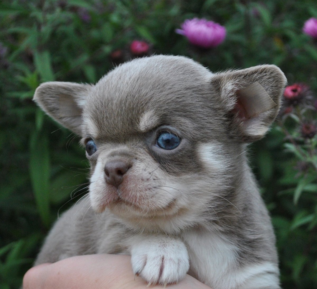 Шоколаднособалиный чих