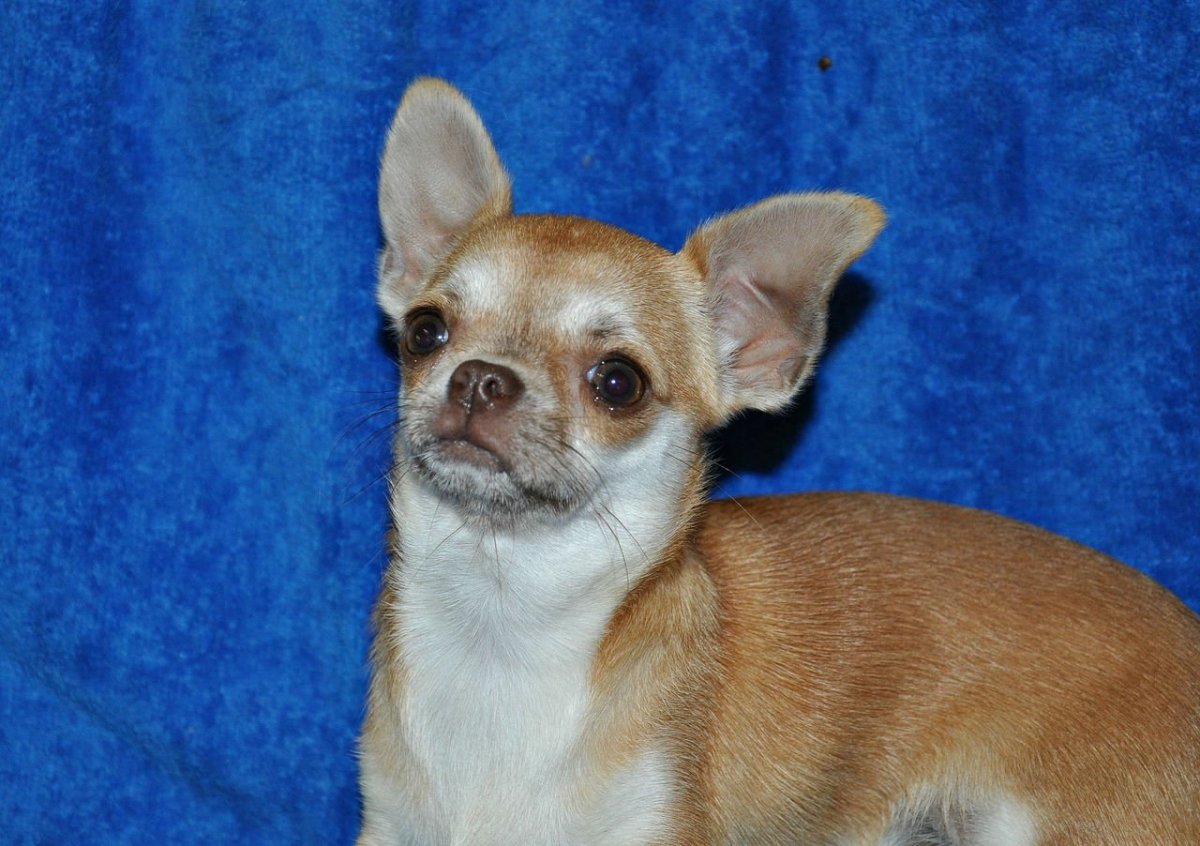 Шоколаднособалиный чих