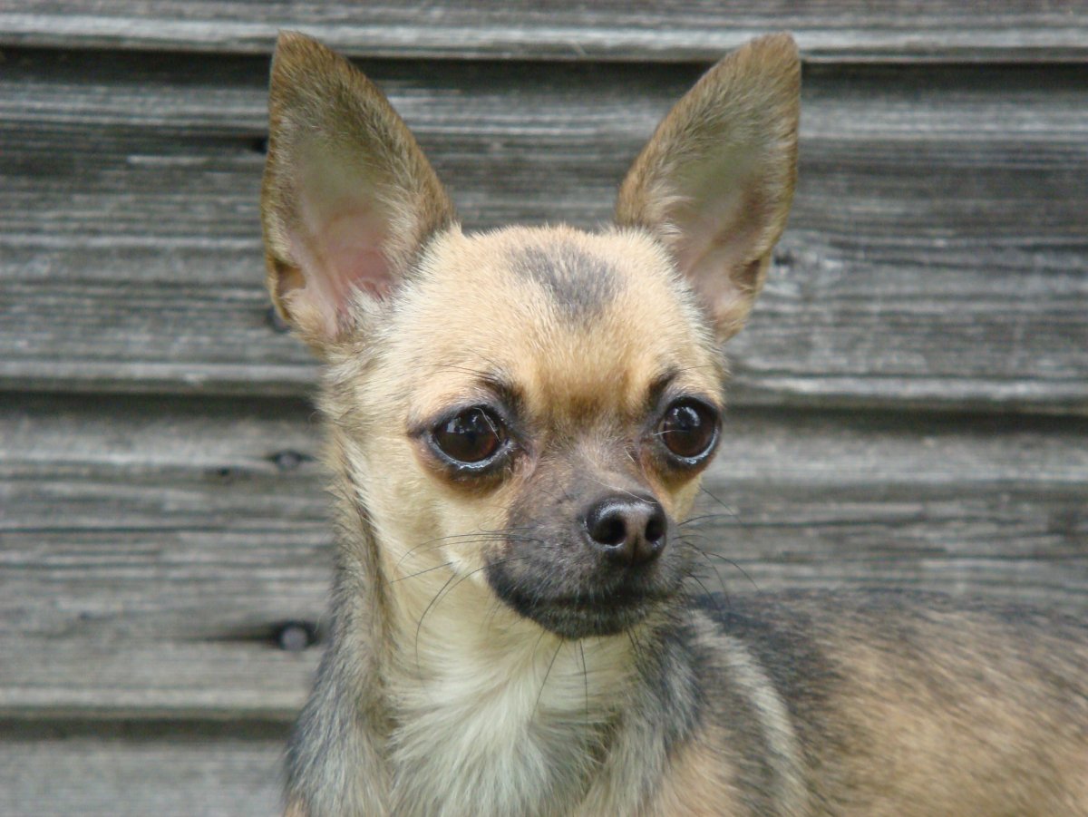 Чихуахуа Олений окрас