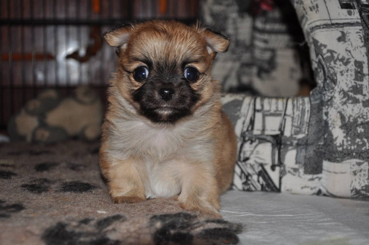 Чихуахуа окрас рыжий Соболь