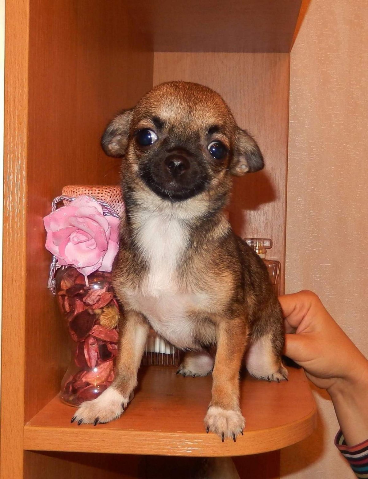 Окрас чихуа шоколадный Соболь