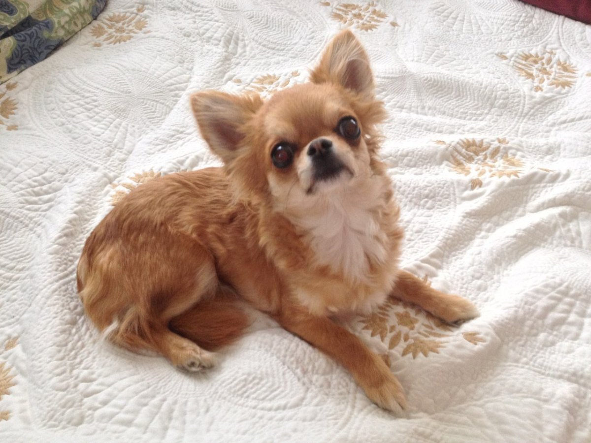 Чихуахуа мини рыжая