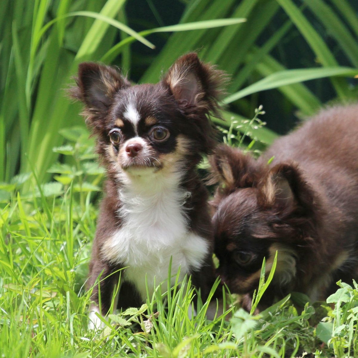 Чихуахуа Соболь