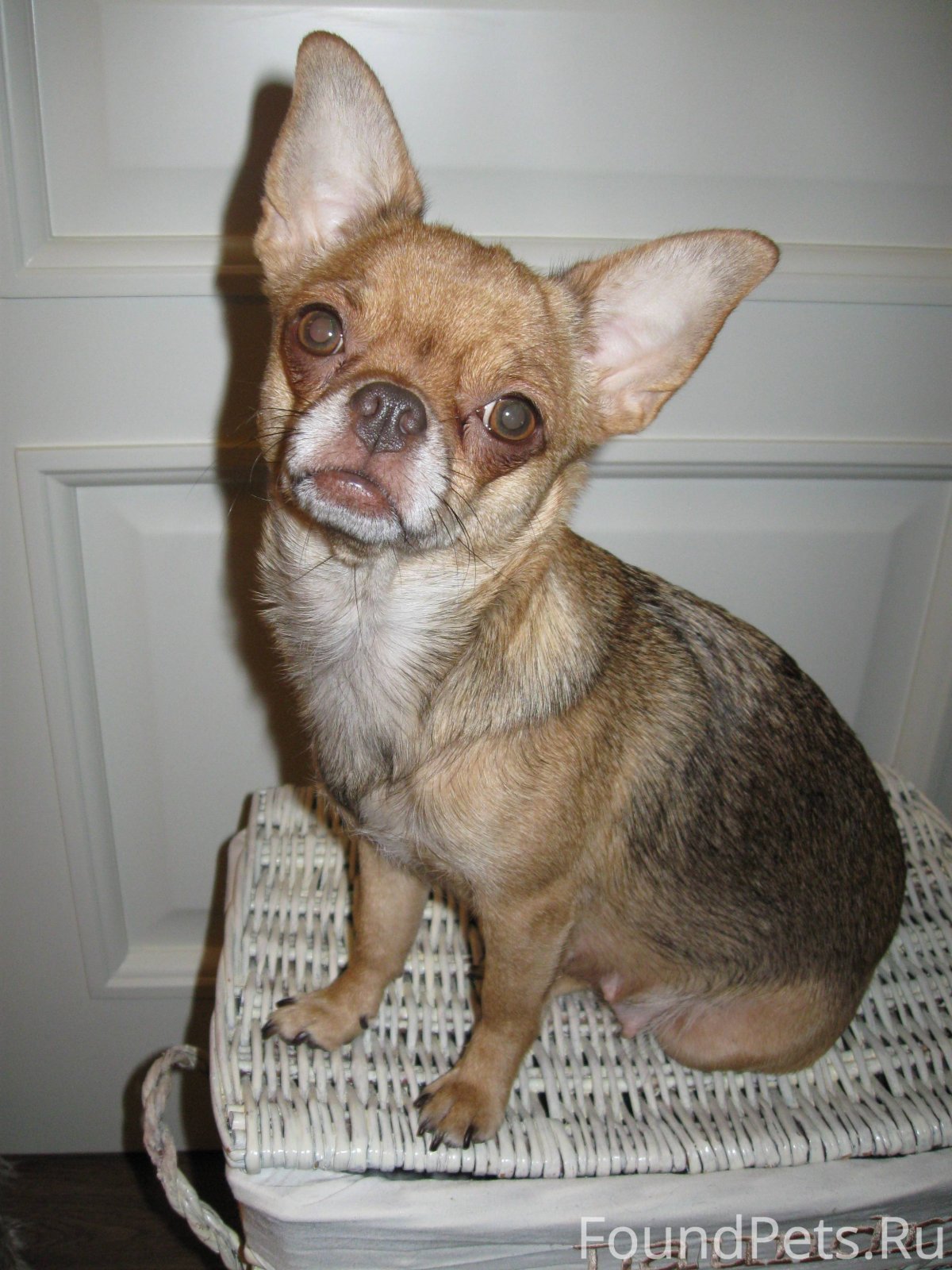 Чихуахуа окрас рыжий Соболь