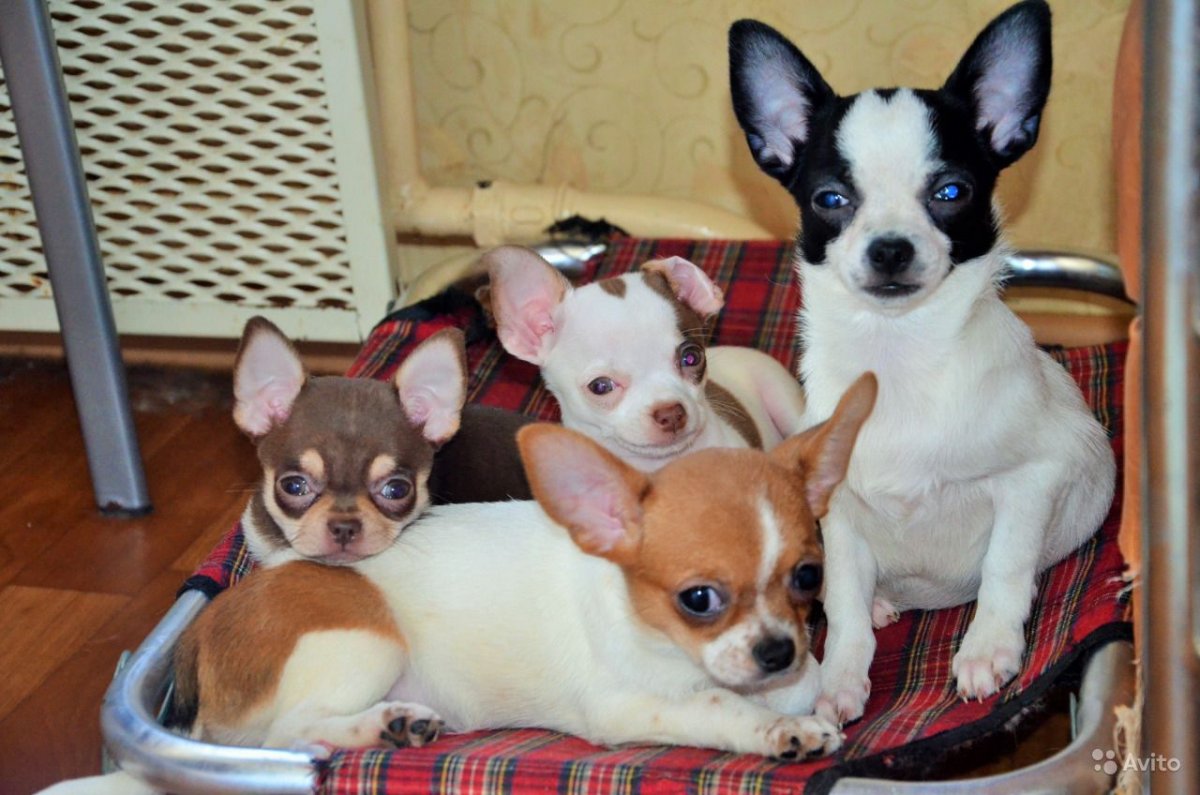 Чихуахуа подпалый