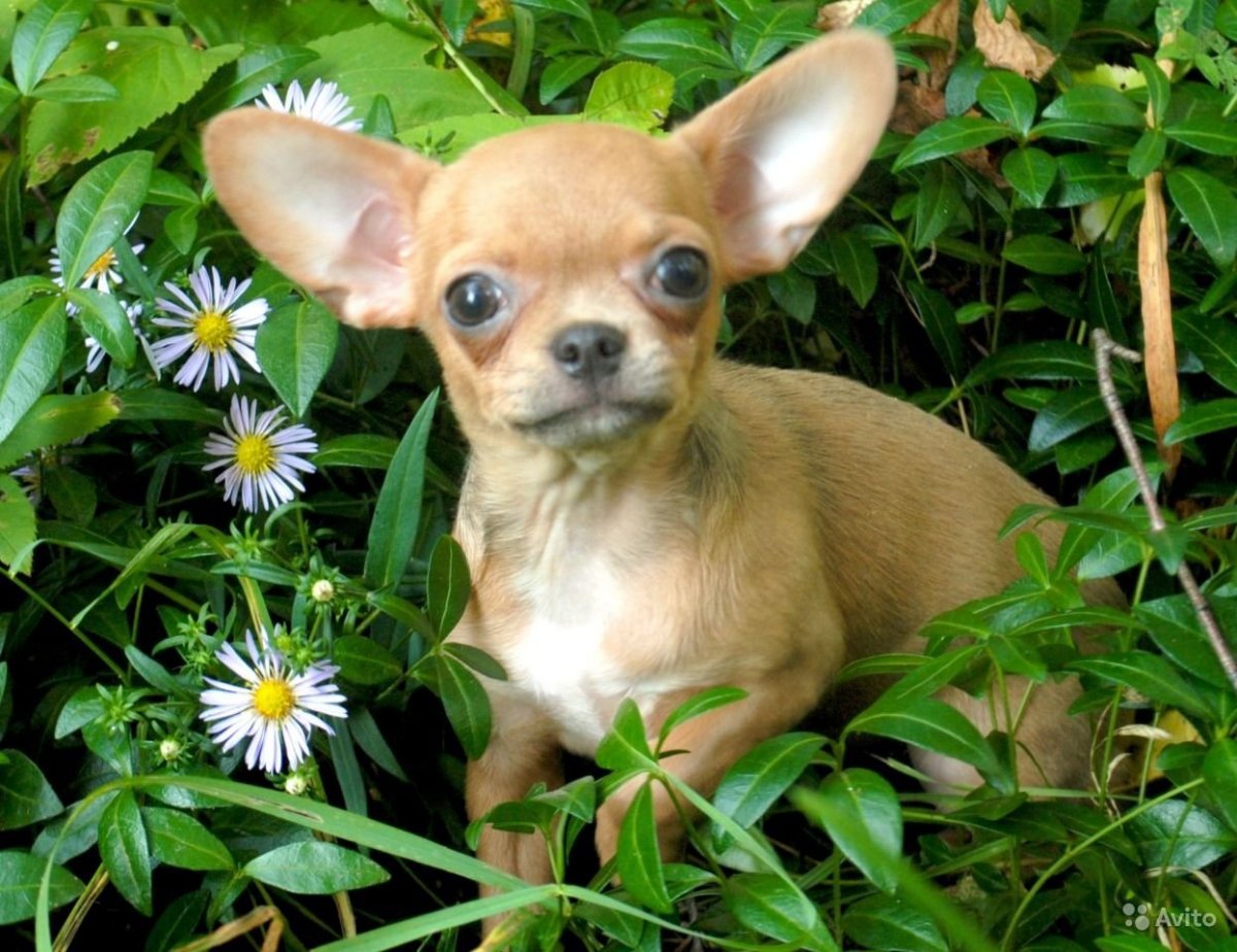 89052196677 Людмила чихуа