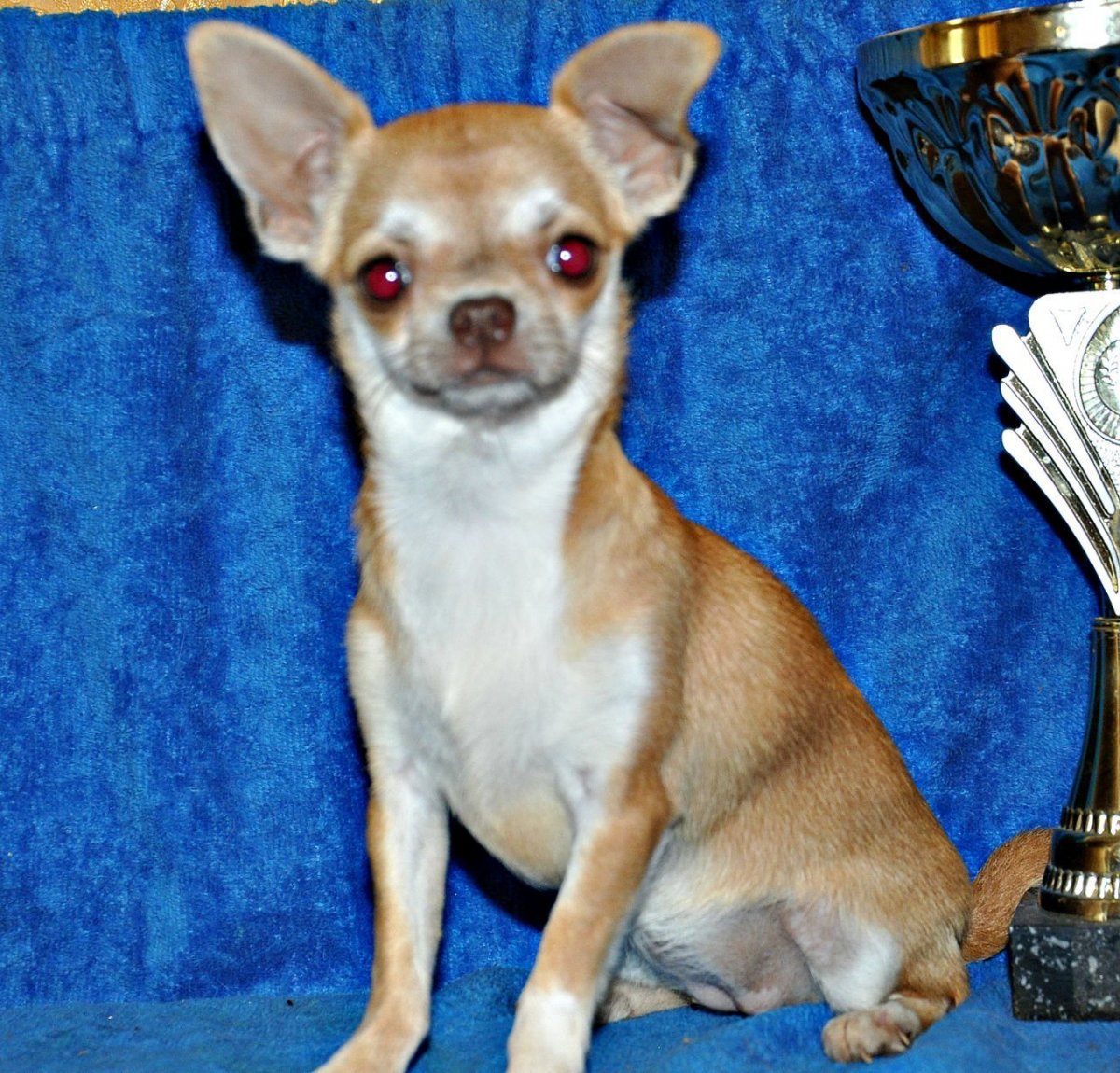 Шоколаднособалиный чих