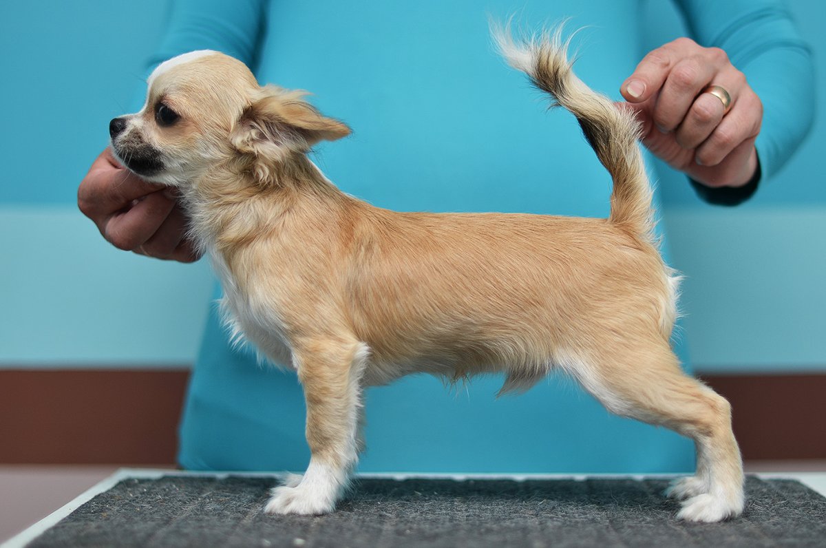 Карликовый чихуахуа