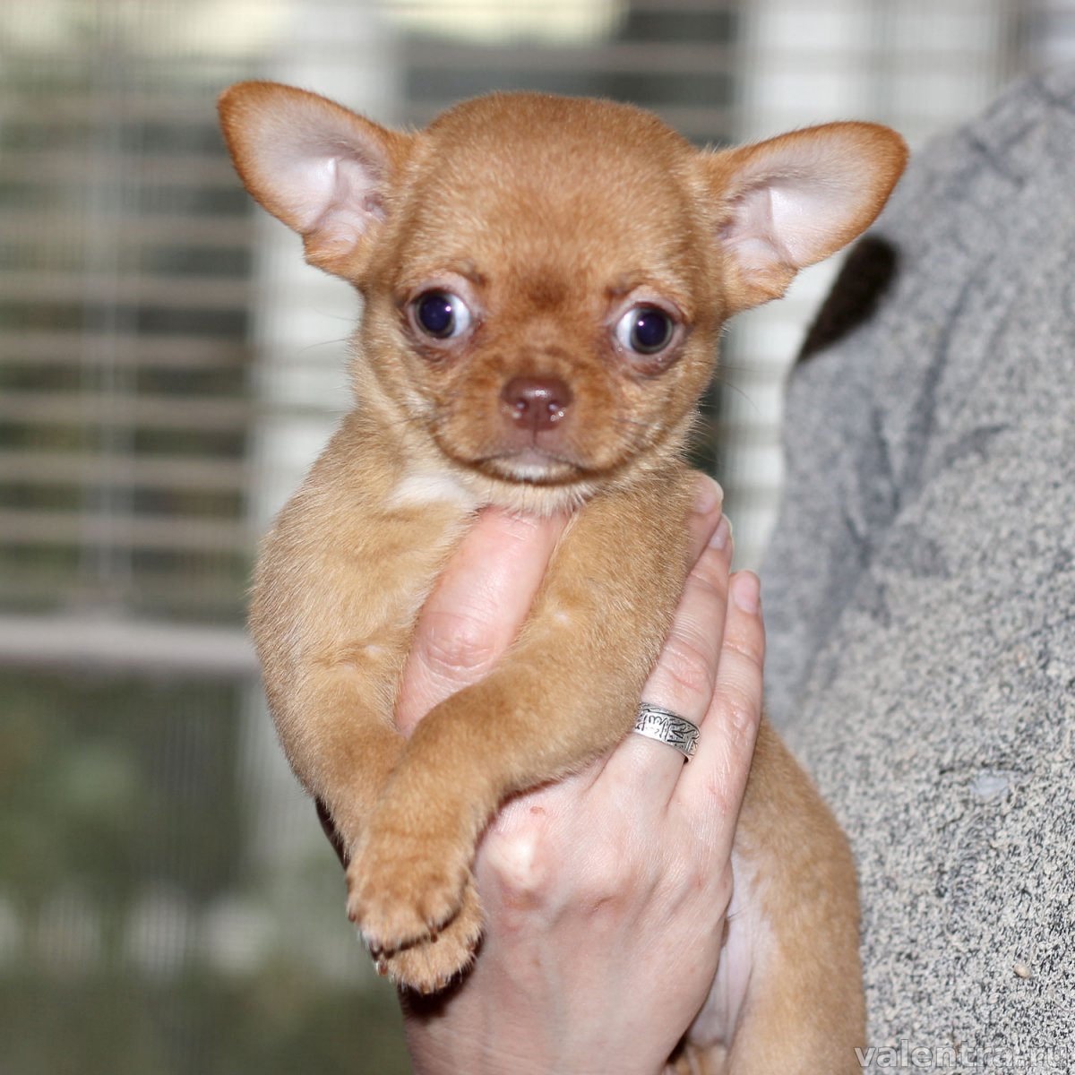Купить щенка чихуахуа в Томске