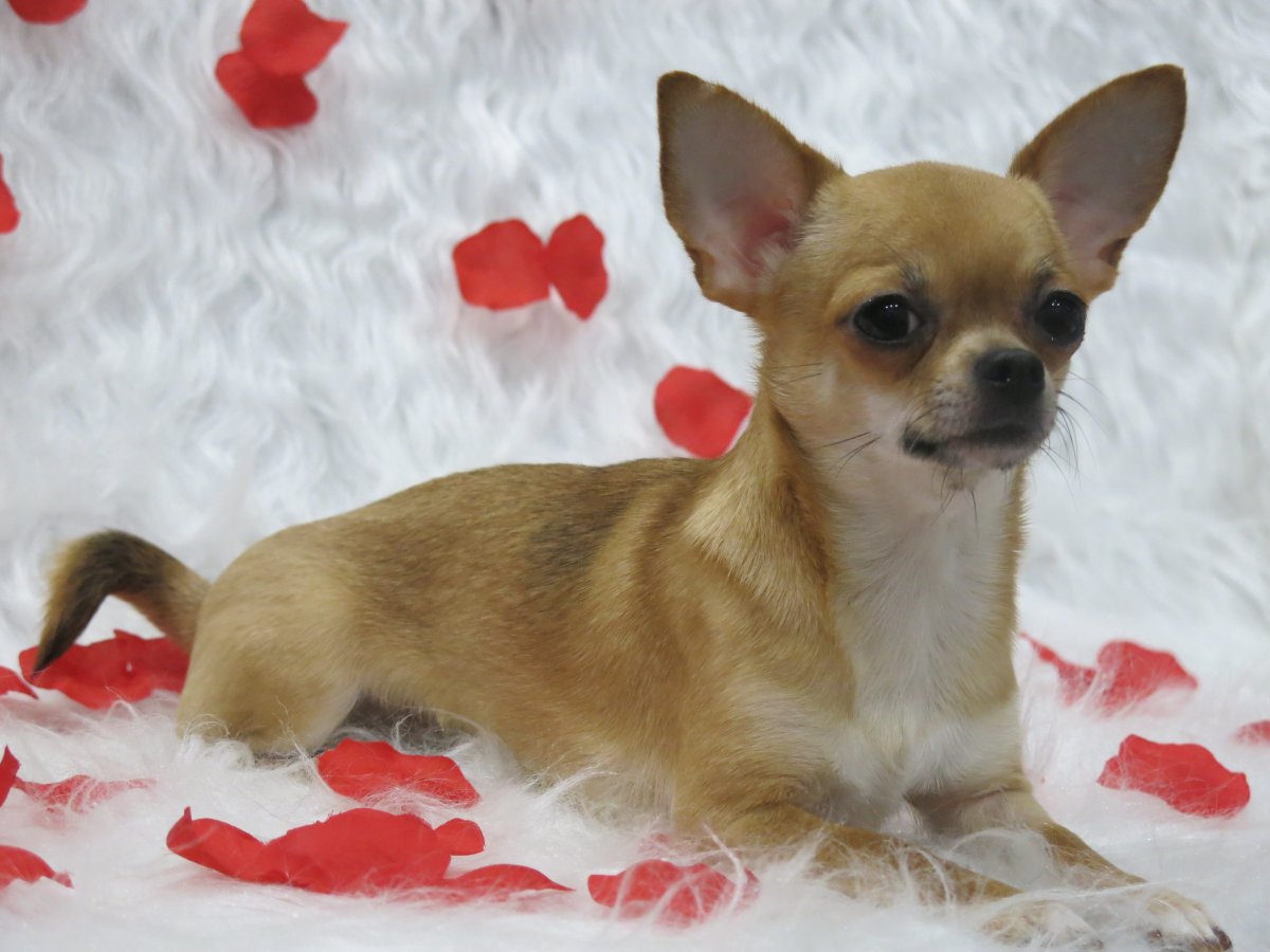 Чихуахуа английский