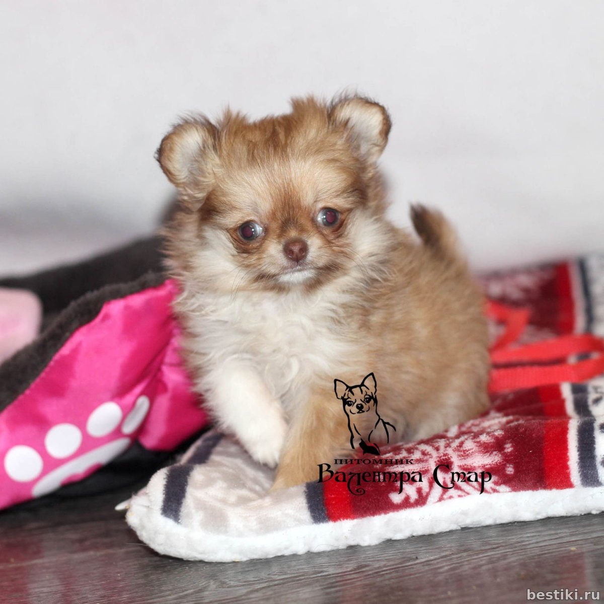 Чихуахуа палевый