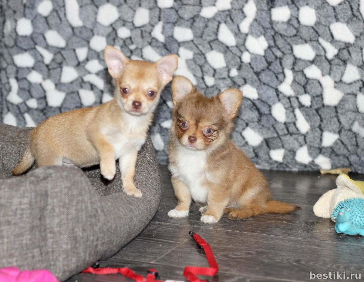 Соболиный щенок чихуахуа