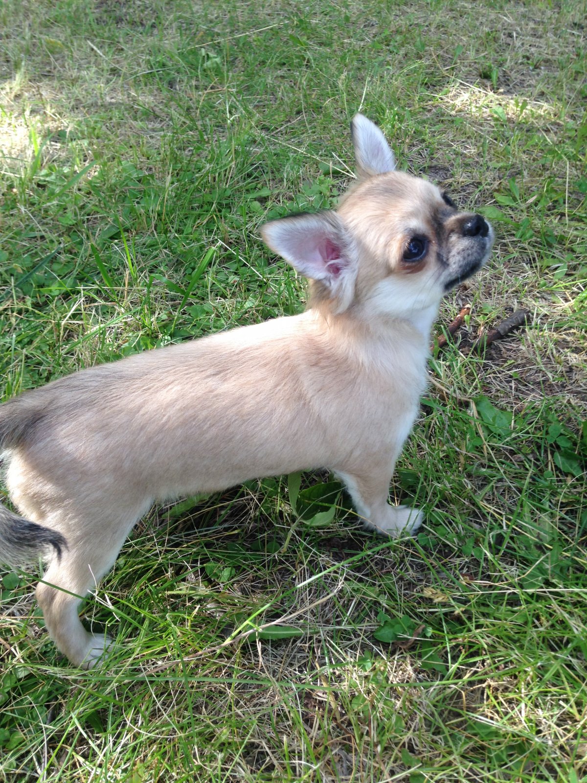 Рыже соболиный чихуахуа