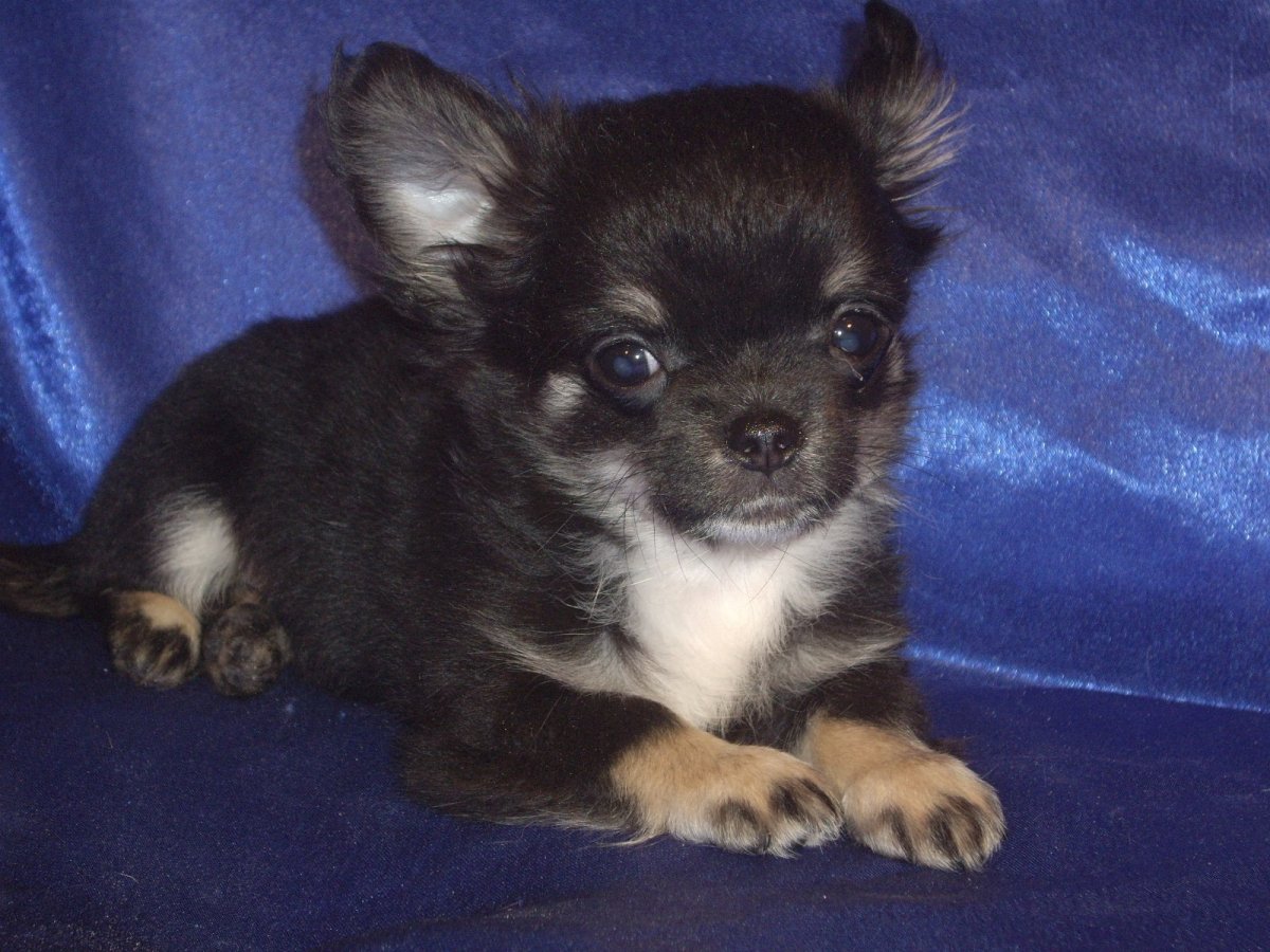 Чихуахуа соболиный окрас