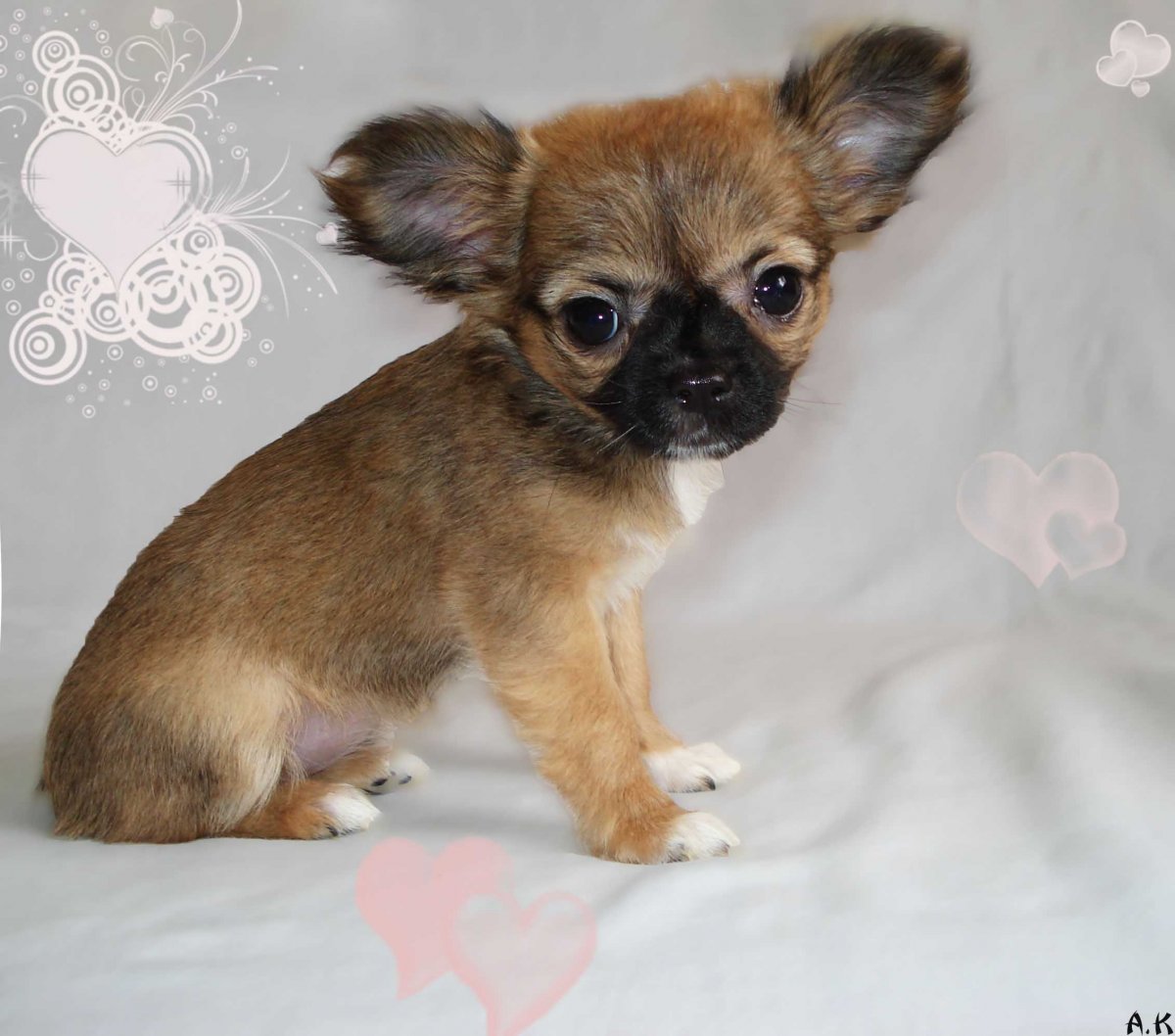 Чихуахуа соболиный окрас ДШ