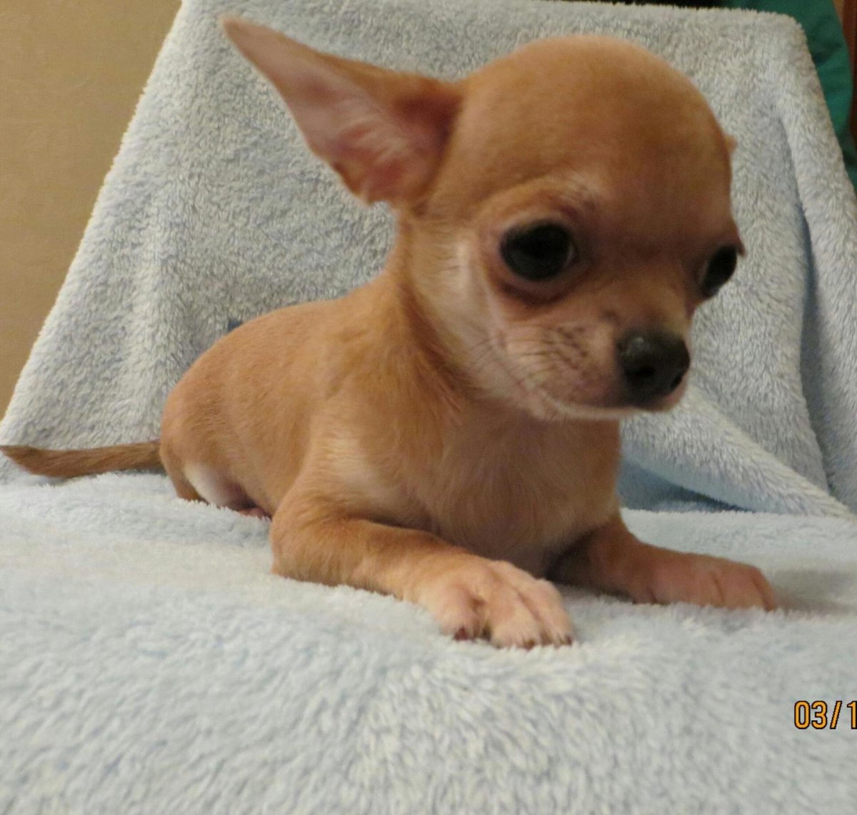 Соболиный щенок чихуахуа
