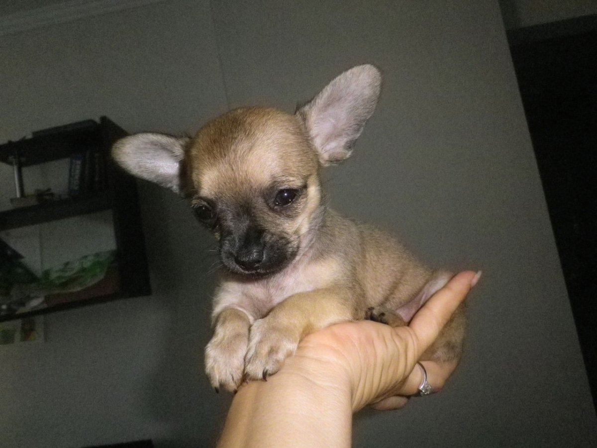 Чихуа с черной мордой