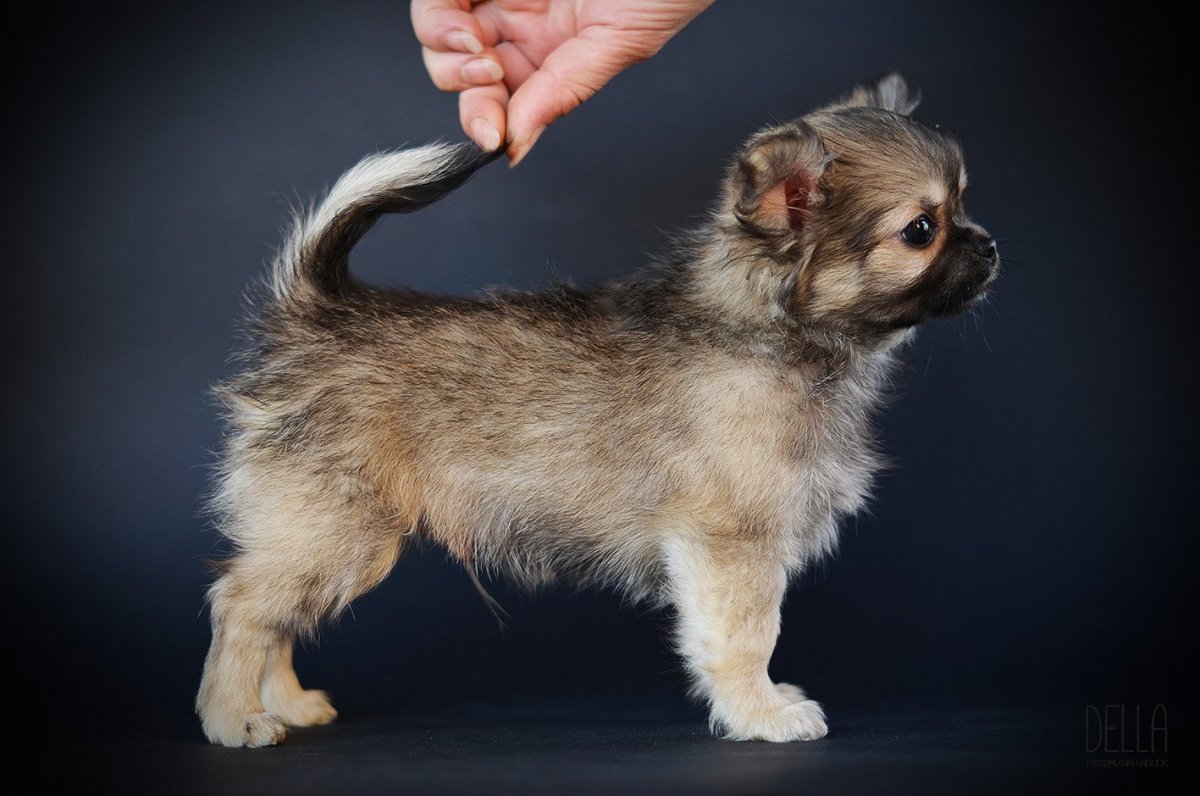 Мексиканский чихуахуа длинношерстный