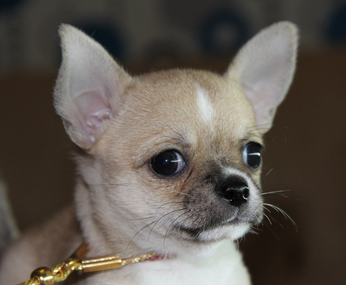 Чихуахуа Хуа разных окрасов