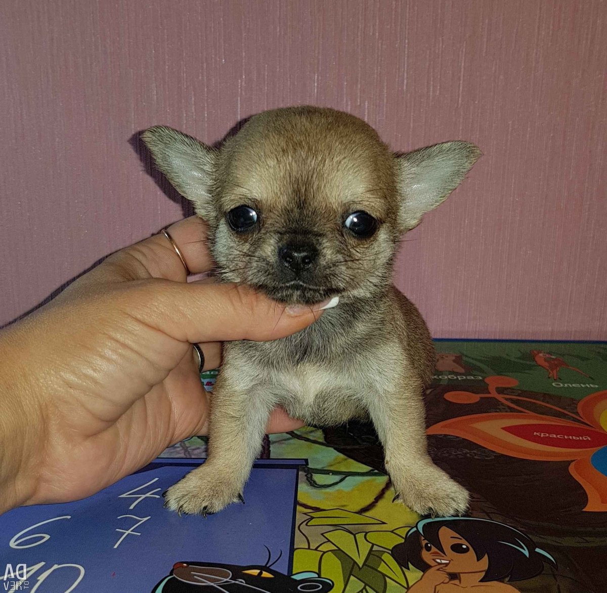 Щенки чихуахуа соболиный окрас