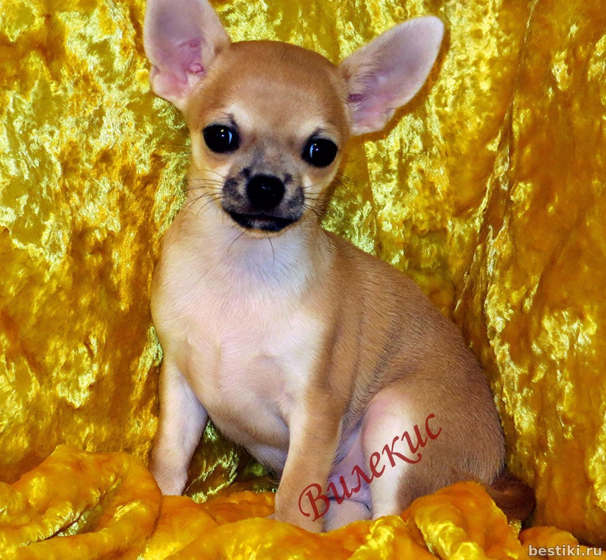 Рыже соболиный чихуахуа