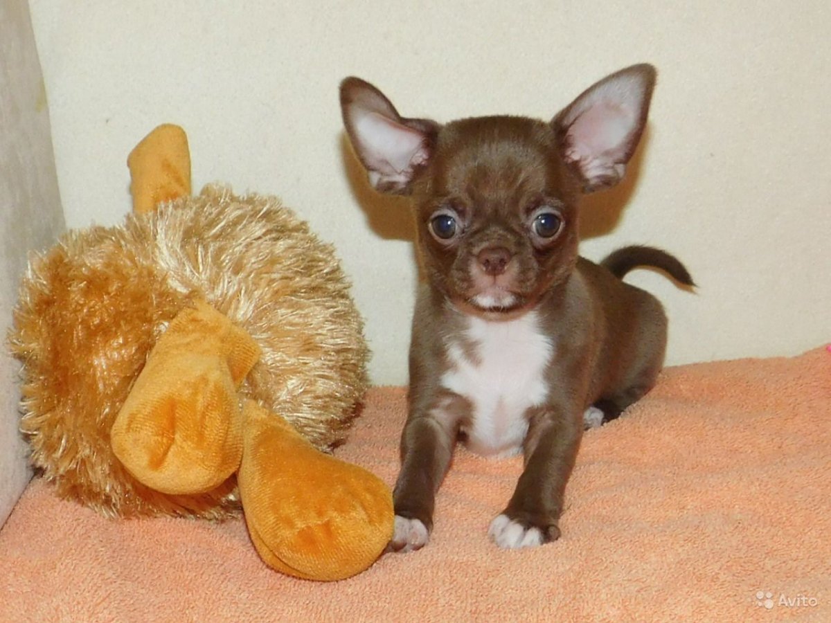 Чихуахуа кобби длинношерстный