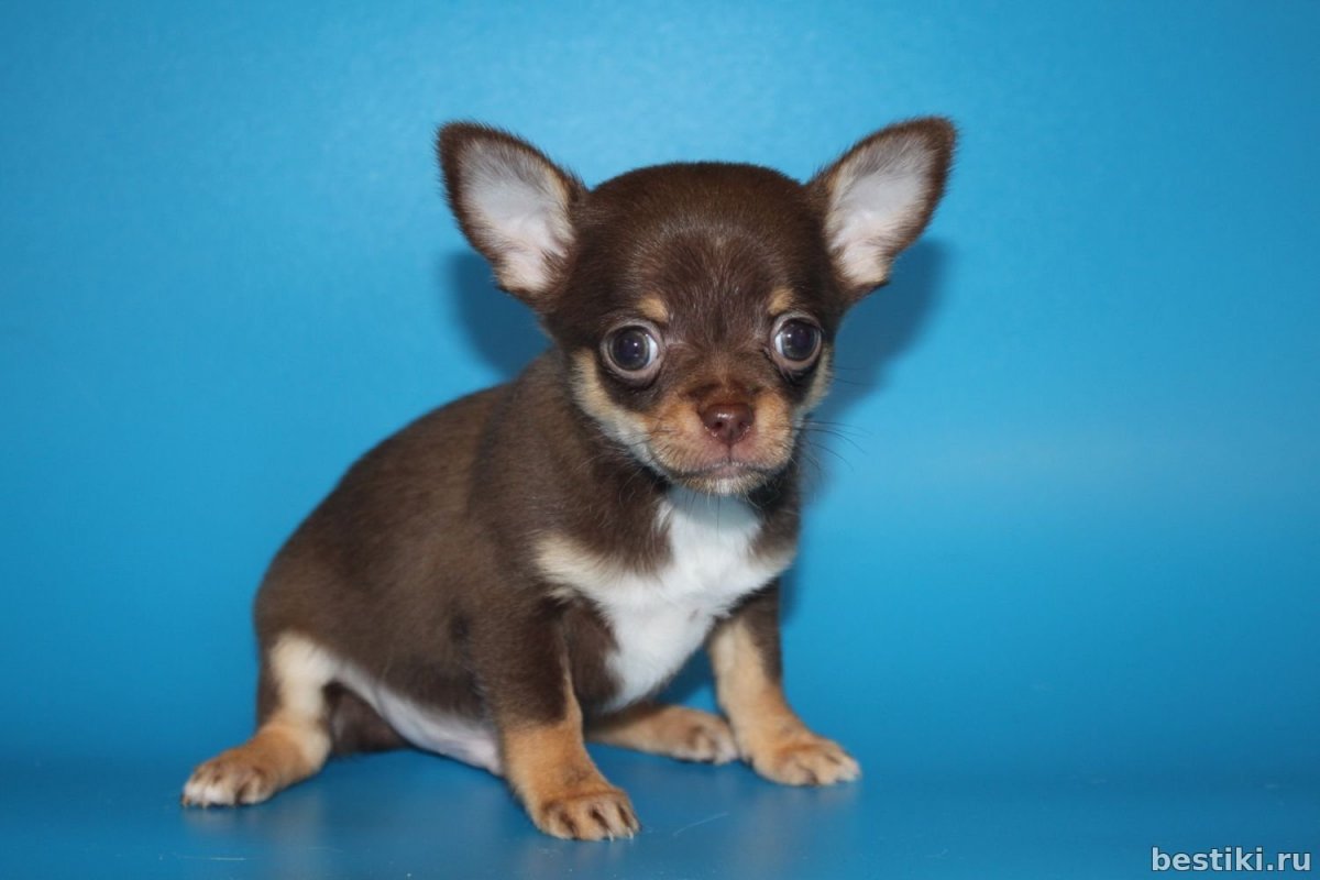 Рыже соболиный чихуахуа