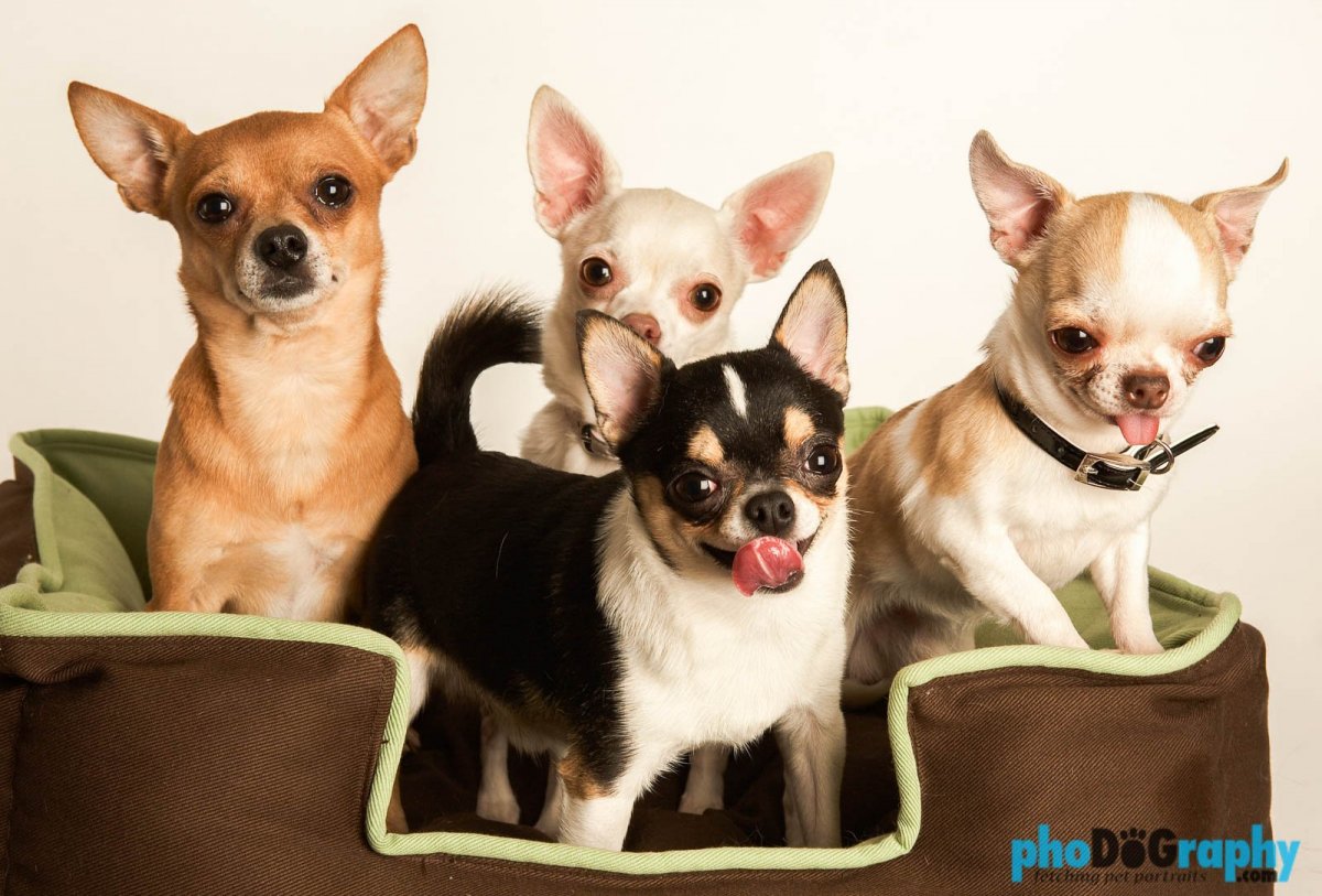 Лиловый чихуахуа