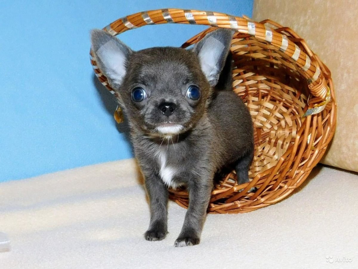 Чихуахуа мини гладкошерстные голубого окраса