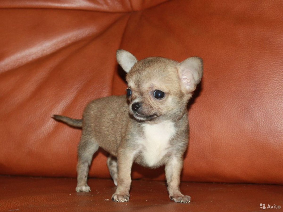 Чихуахуа соболиный окрас