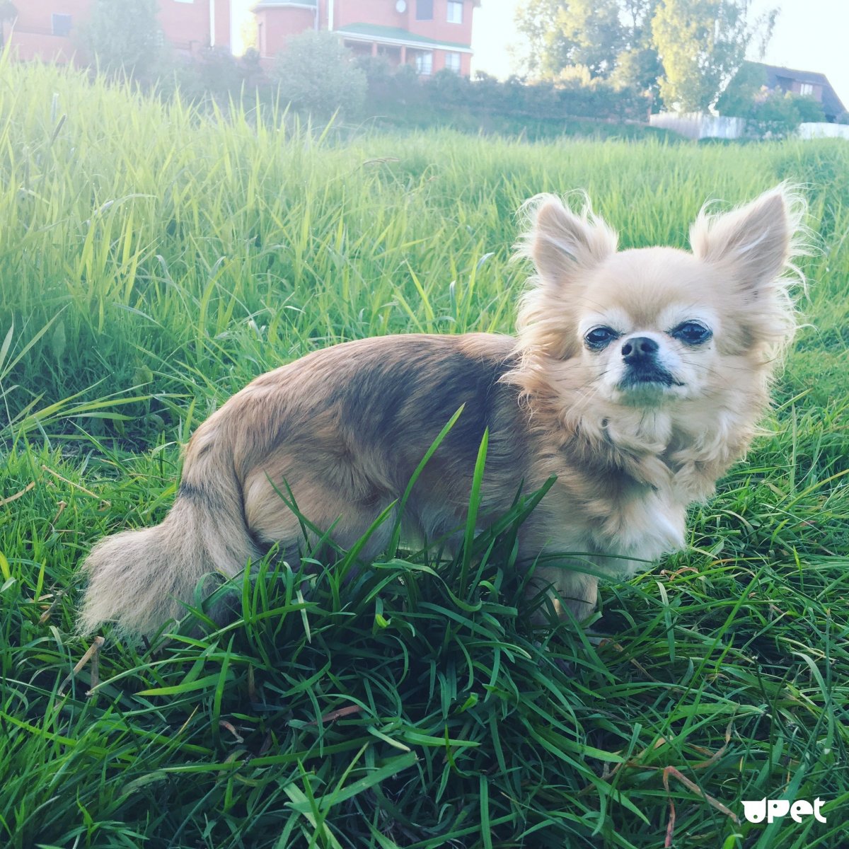 Купить собаку в Краснодарском крае чихуахуа