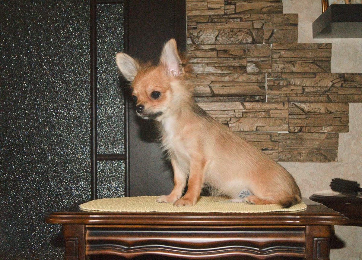 Чихуахуа длинношерстные палевые