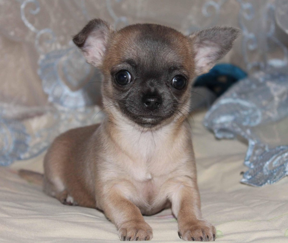 Чихуахуа голубо соболиный