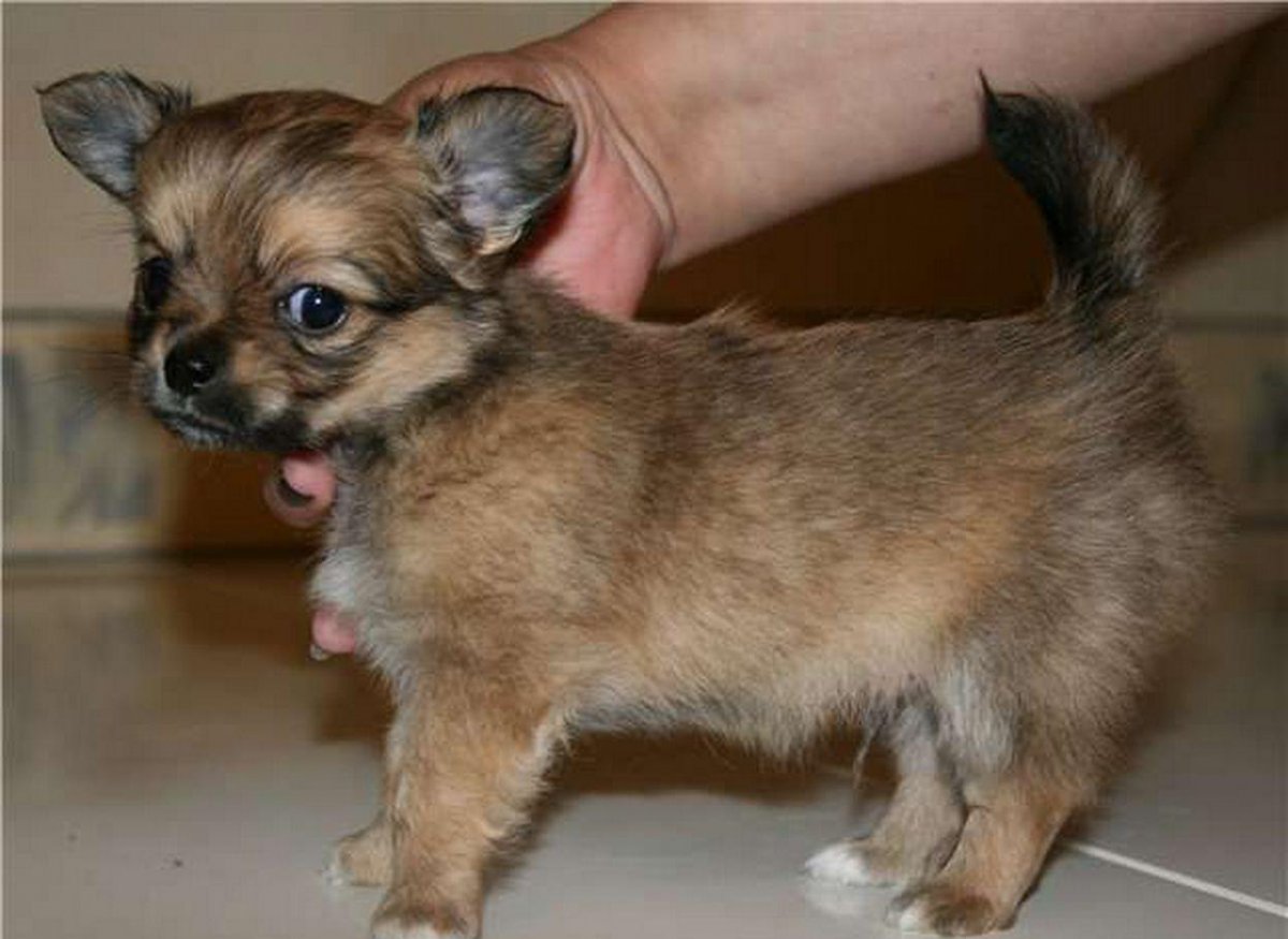 Лиловый чихуахуа