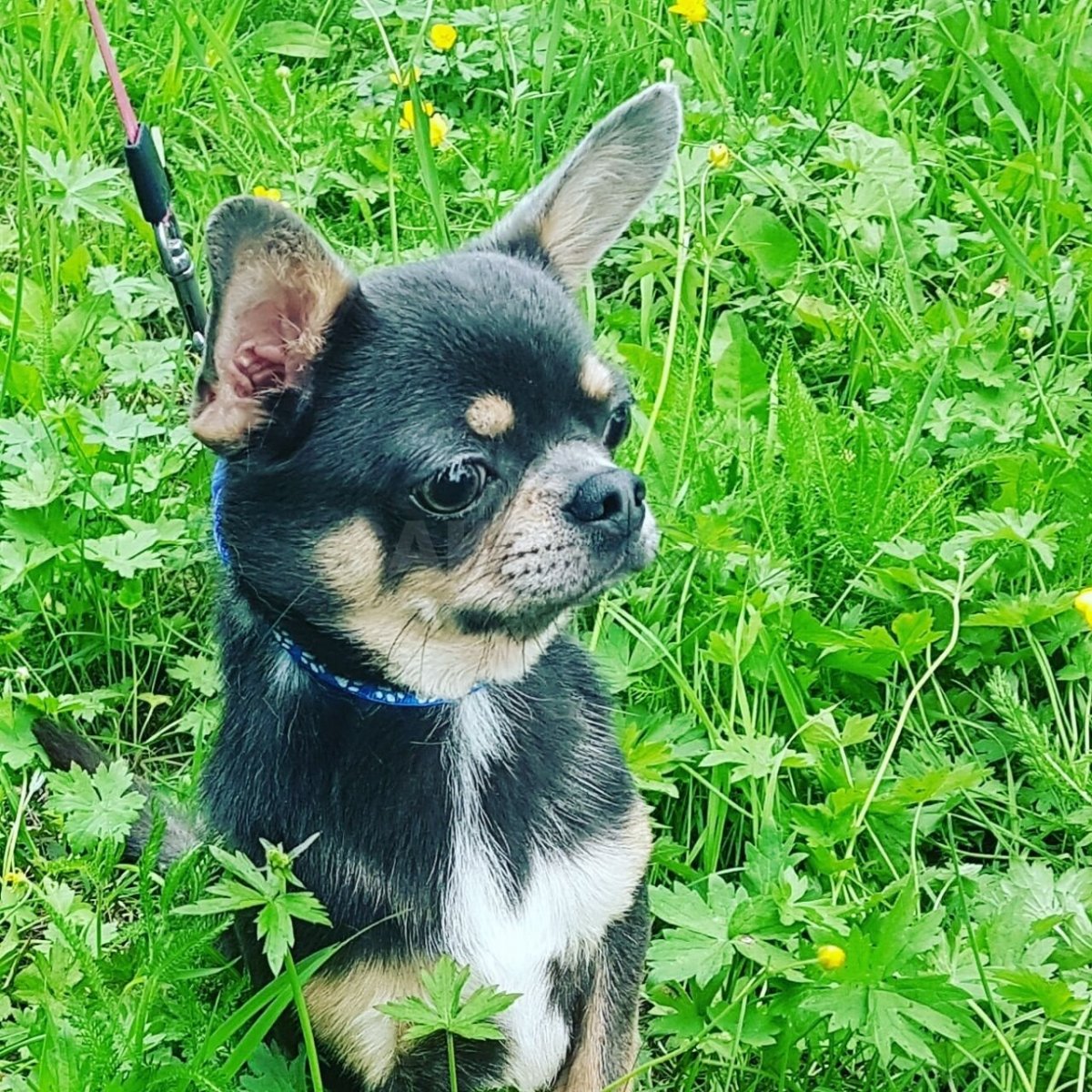 Чихуахуа кобби лиловый