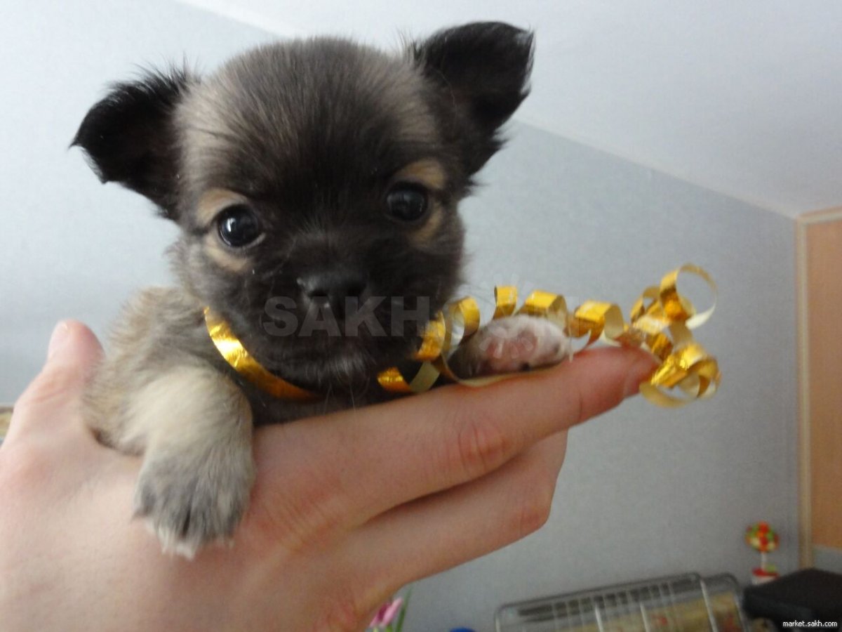 Чихуахуа шоколадный подпалый короткошерстный