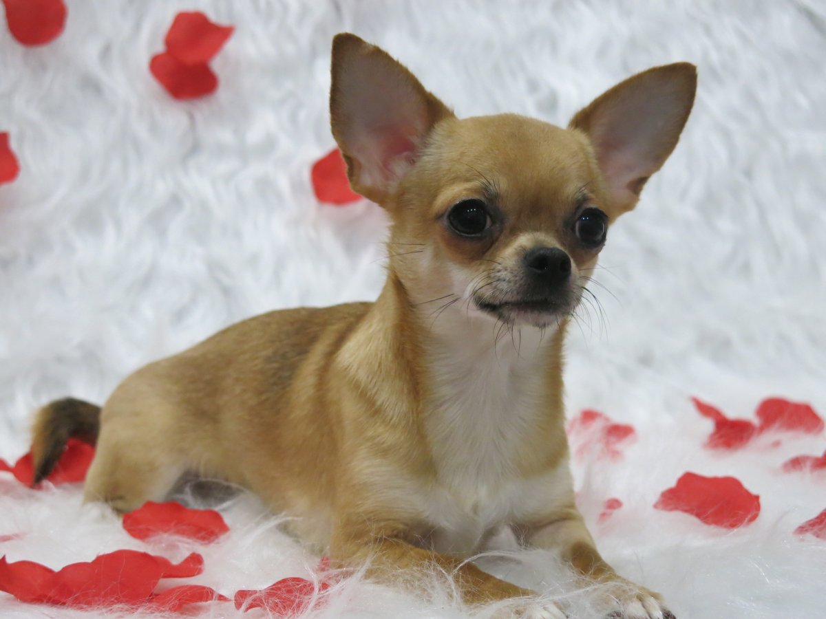 Тигровый чихуахуа длинношерстный