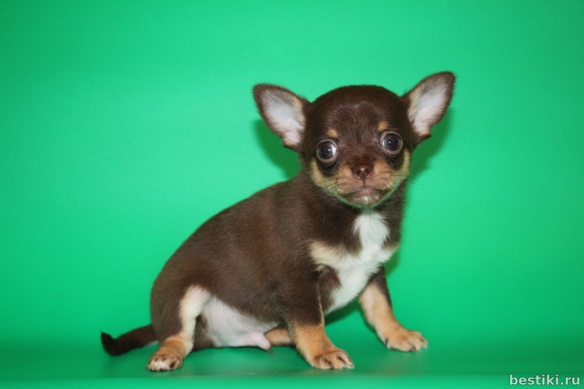 Чихуахуа соболиный шоколадный Соболь