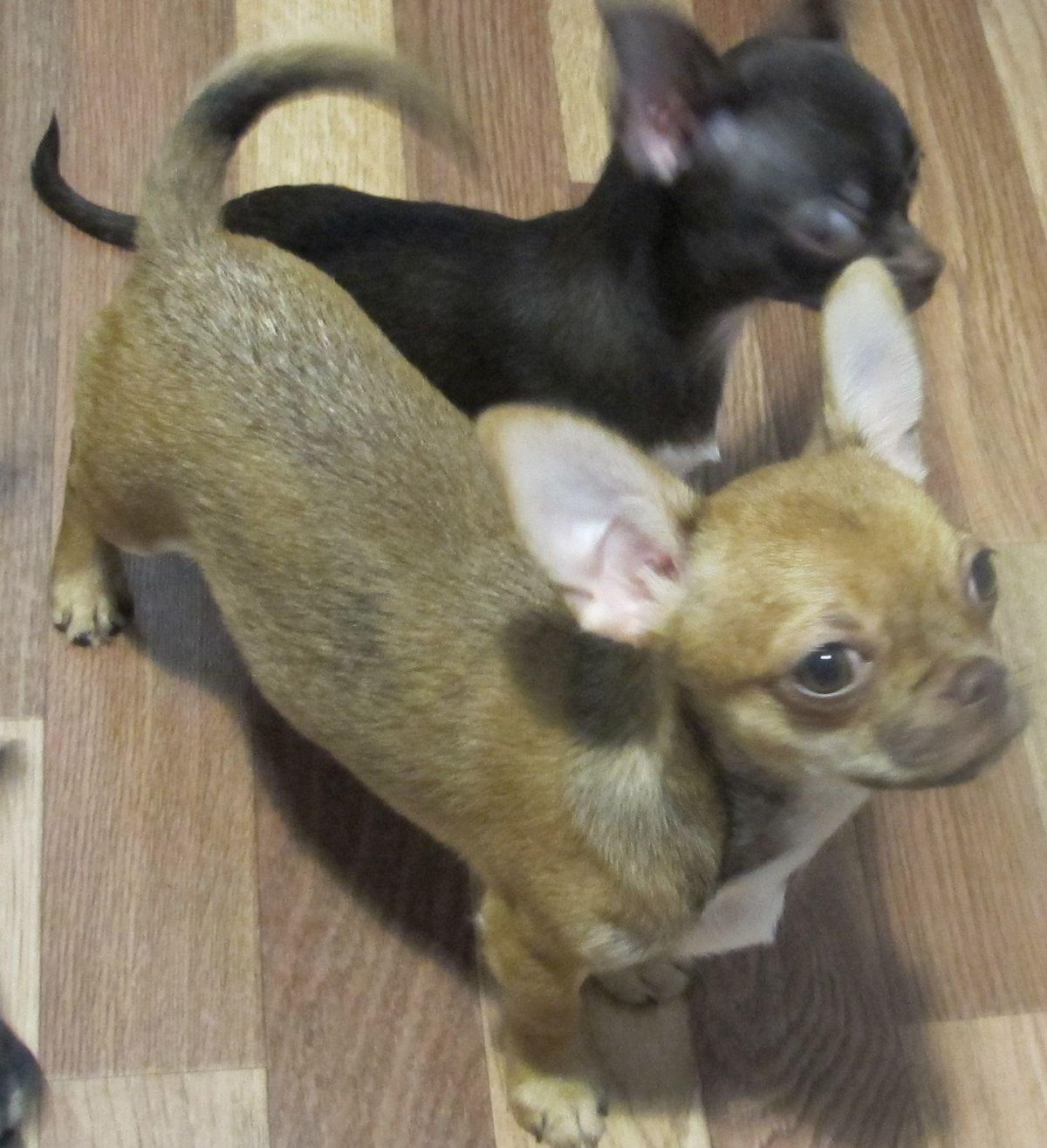 Чихуахуа соболиный окрас длинношерстные