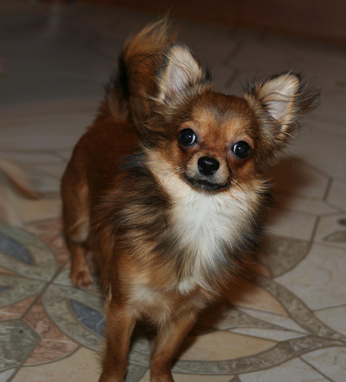 Голубо палевый чихуахуа