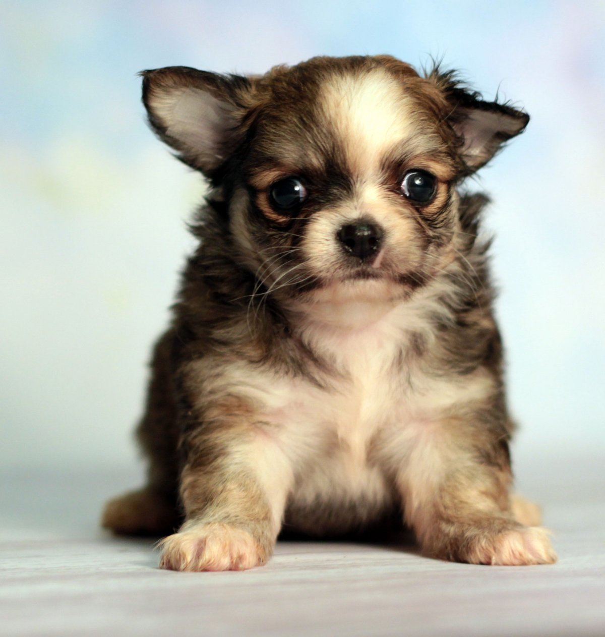 Чихуахуа рыжий Соболь длинношерстный