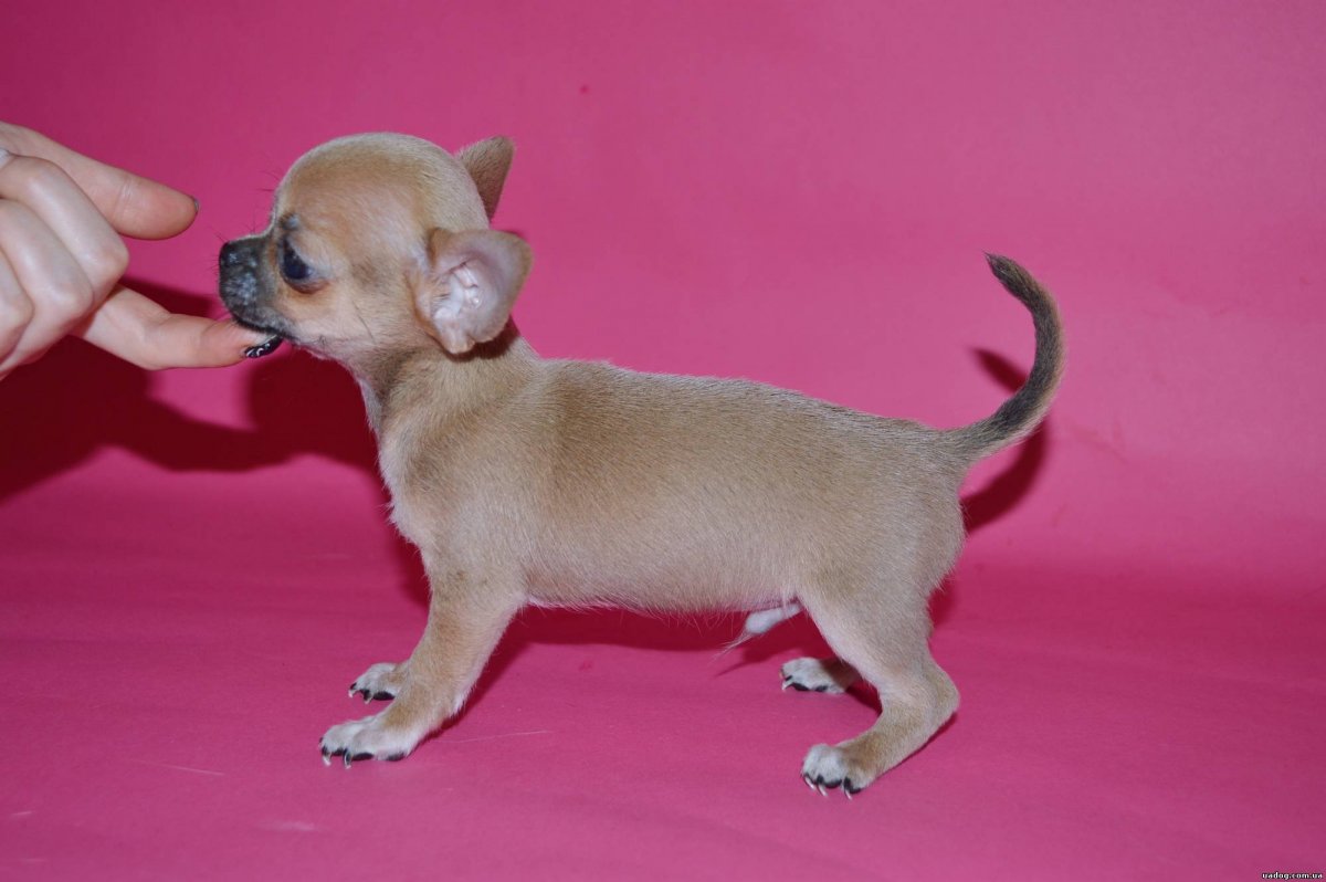 Чихуахуа длинношерстные рыжие