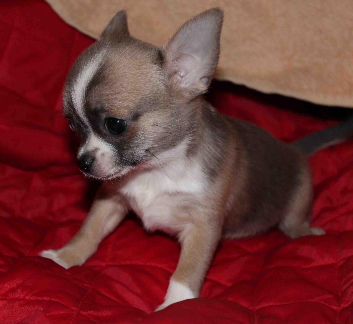Чихуахуа девочка гладкошерстная