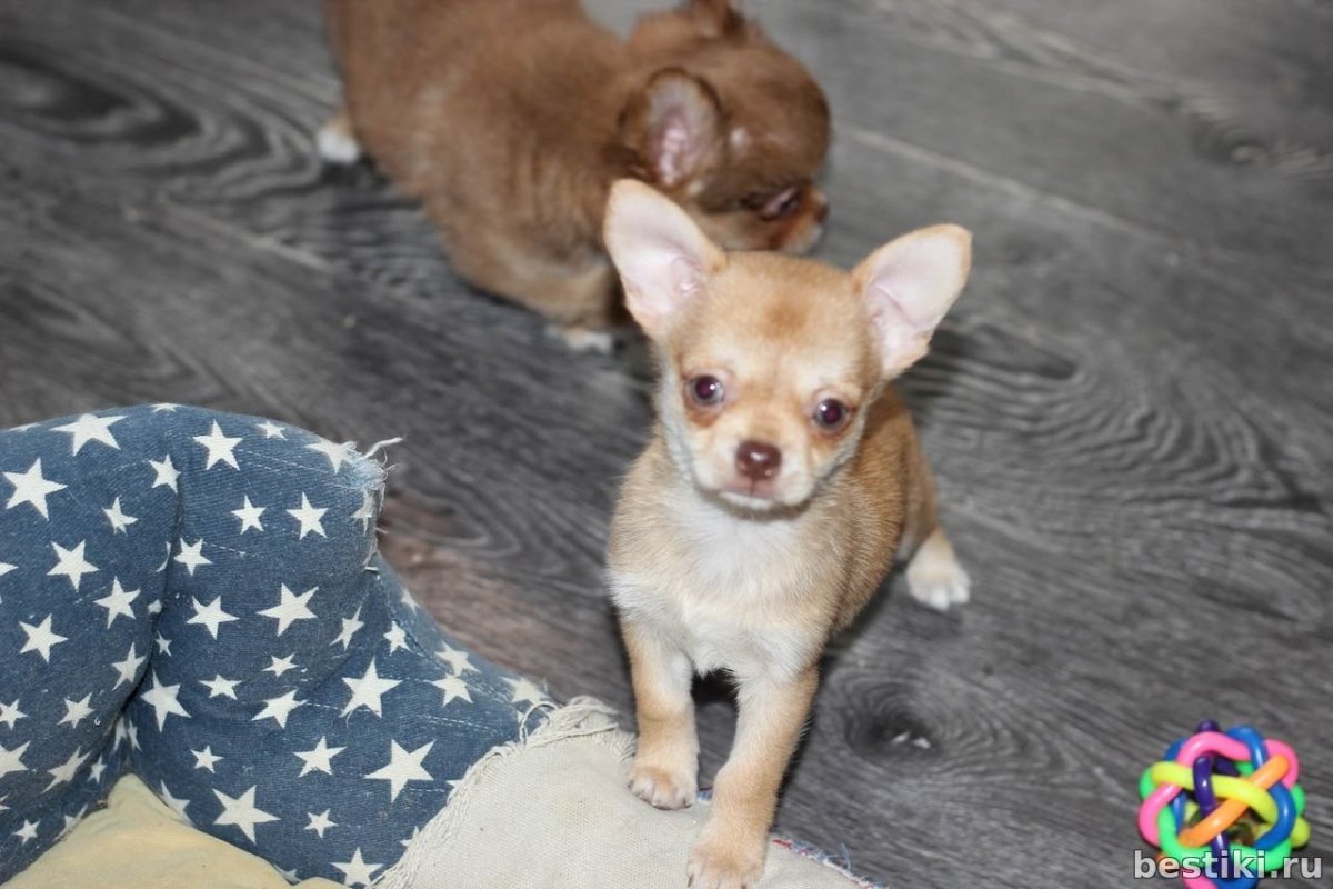 Щенок чихуахуа рыжий Соболь 1 месяц